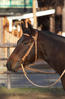 _MG_5647.jpg